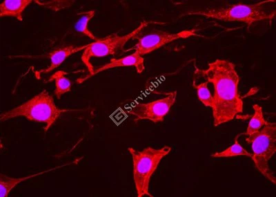 ® IF555-آگلوتینین جوانه گندم (WGA، نور قرمز)