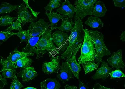 اگر 488-آگلوتینین جوانه گندم (WGA، نور سبز)